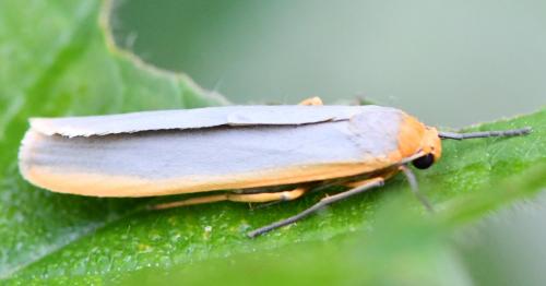Eilema complana